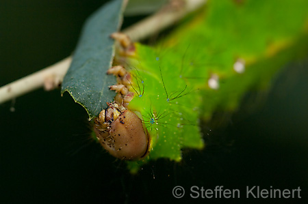 283 Eichen-Seidenspinner-Raupe - Anthrea pernyi